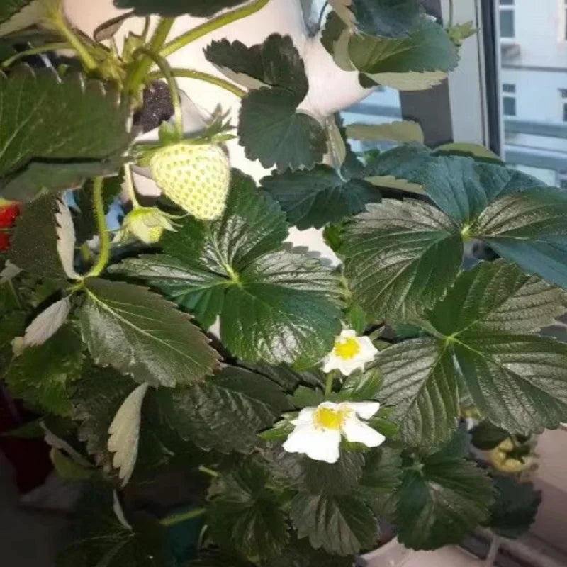 Hydroponisches Anbausystem – vertikales DIY-Grünsystem für Balkon und Hausgarten